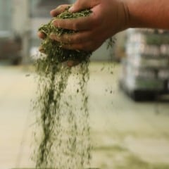 Mãos segurando e derramando ervas secas, possivelmente para processamento.