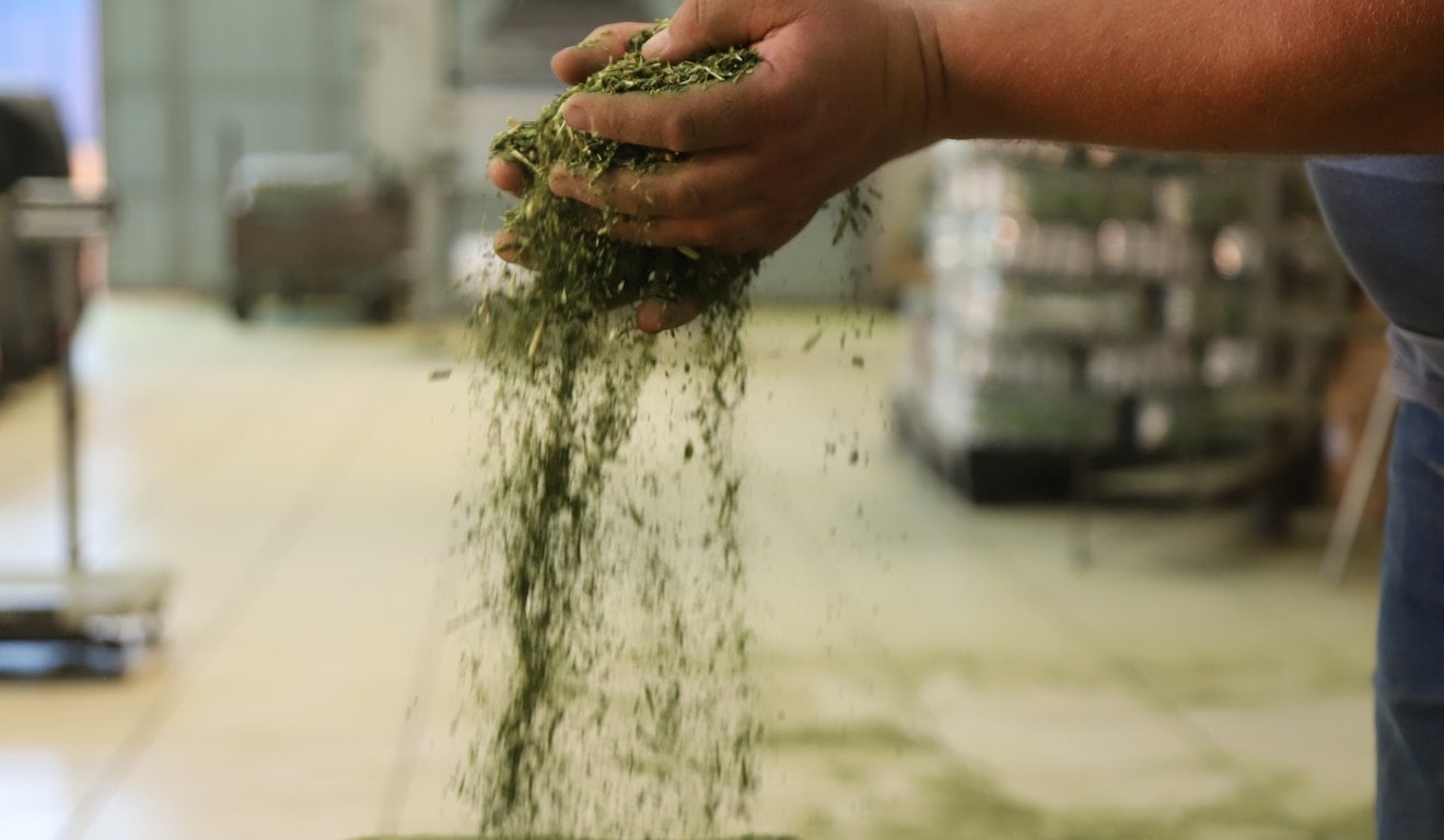 Ataque de pragas no erval: o que fazer?