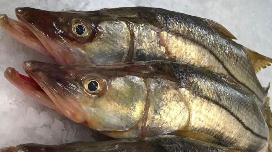 Robalo supera o salmão em ranking de alimentos mais saudáveis do mundo