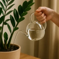 zamioculca saiba qual é o melhor horário para regar sua planta e como fazer o teste do dedo