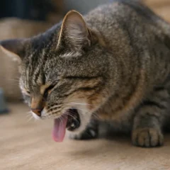 3 erros na rotina de cuidados com o gato que o faz vomitar com frequ&ecirc;ncia-1280x720