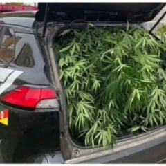 Os agentes localizaram o cultivo, que contava com uma estrutura significativa para a manuten&ccedil;&atilde;o das plantas. (Foto: Divulga&ccedil;&atilde;o)