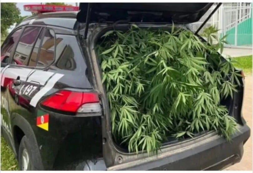 Os agentes localizaram o cultivo, que contava com uma estrutura significativa para a manutenção das plantas. (Foto: Divulgação)