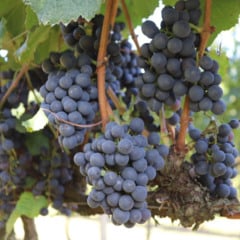 Foto: M&aacute;rcio Schinoff 

