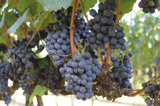 Foto: Márcio Schinoff 

