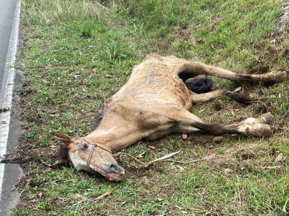 Abandono de animais cresce nas férias e Departamento de Proteção Animal registra 36 resgates em Caxias do Sul