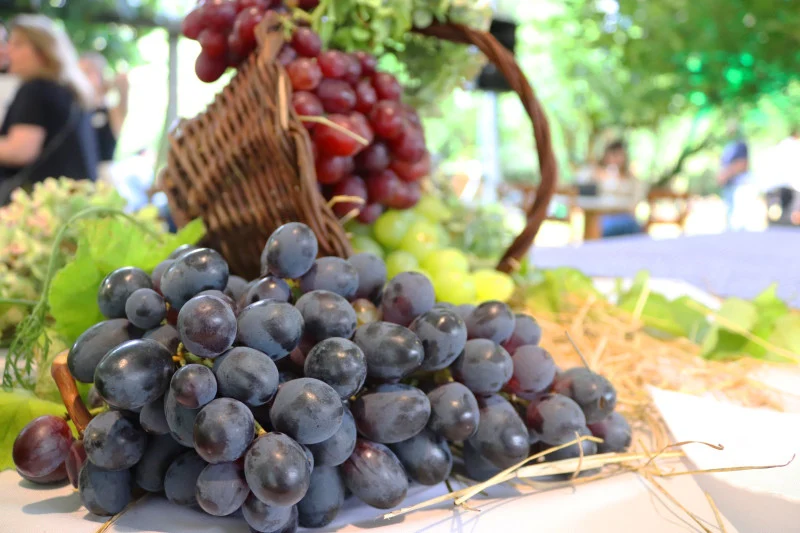 Veraneio da Vindima 2026 tem início em Garibaldi, celebrando a colheita da uva e a cultura italiana