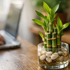 Bambu-da-sorte no Feng Shui: quando ele fortalece oportunidades &mdash; e quando n&atilde;o faz diferen&ccedil;a alguma