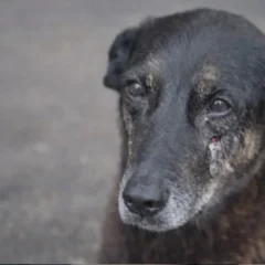 Pol&iacute;cia pede interna&ccedil;&atilde;o de adolescente por suspeita de agredir c&atilde;o comunit&aacute;rio "Orelha" at&eacute; a morte em Florian&oacute;polis