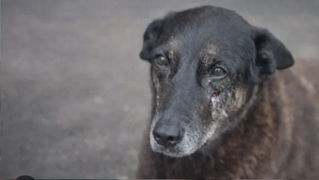 Polícia pede internação de adolescente por suspeita de agredir cão comunitário "Orelha" até a morte em Florianópolis