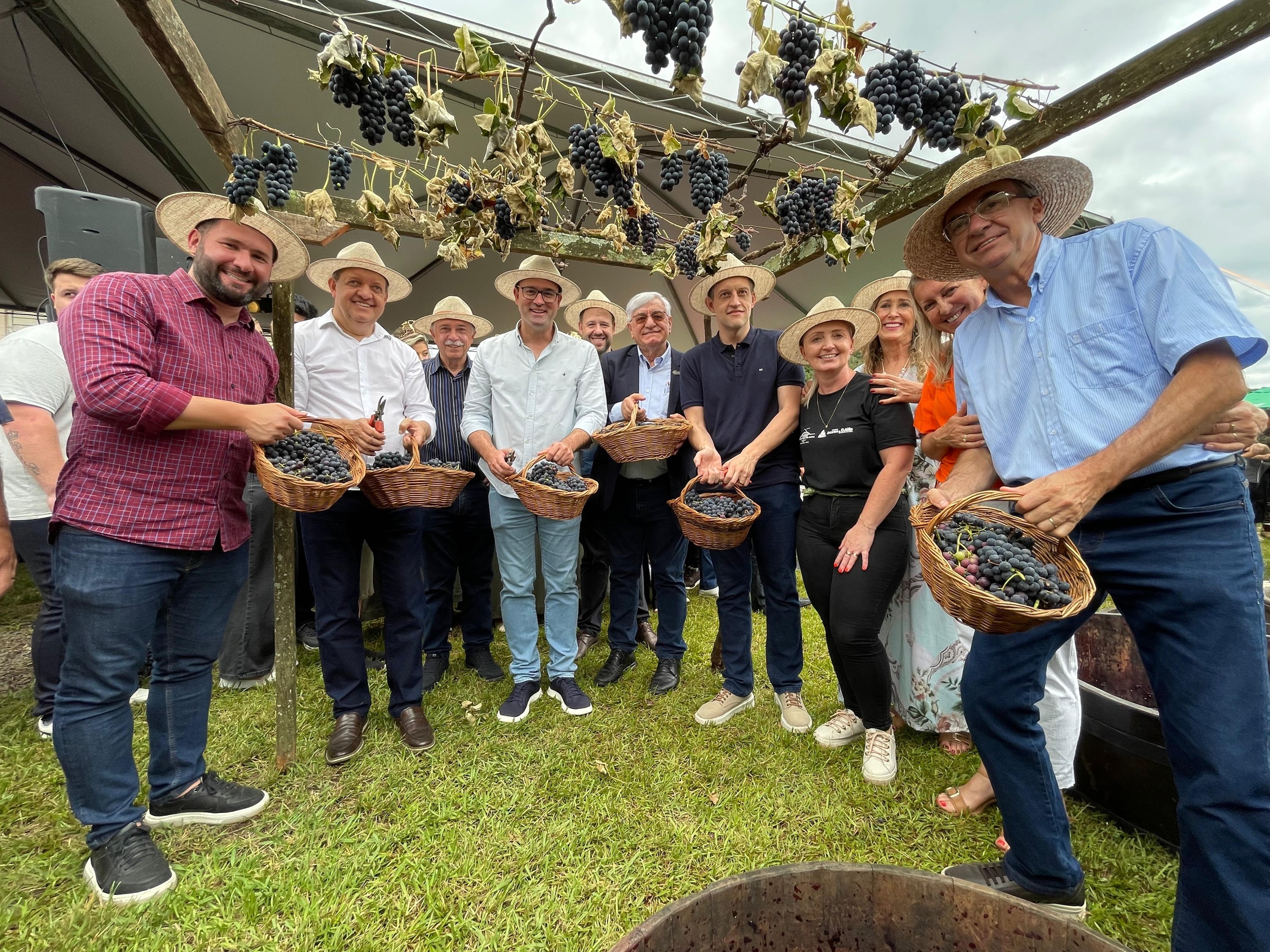 Colheita da uva é aberta em Bento Gonçalves com expectativa de boa safra em 2026