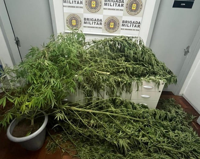 Seis pés de maconha são apreendidos durante ação policial em Flores da Cunha