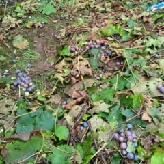 Fotos: Prefeitura de Flores da Cunha/Divulga&ccedil;&atilde;o