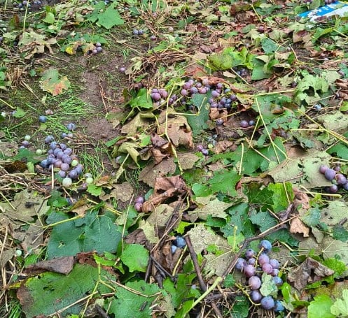 Chuva de pedra destrói parreirais em Flores da Cunha e prefeito cobra Estado para implantação do sistema antigranizo