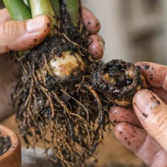 Como descobrir se sua zamioculca est&aacute; apodrecendo por dentro sem dar sinais