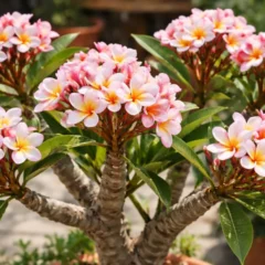 Frangipani: 3 cortes cir&uacute;rgicos que explodem a ramifica&ccedil;&atilde;o ornamental