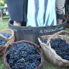 Foto: Divulga&ccedil;&atilde;o