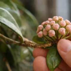 Muita gente cultiva flor-de-cera por anos e nunca v&ecirc; uma flor sequer