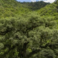 Foto: Prefeitura de São Marcos/Divulgação