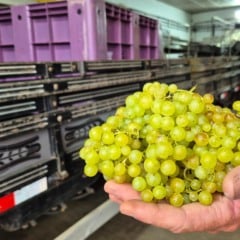 Cooperativa Vin&iacute;cola Garibaldi est&aacute; recebendo primeiras uvas da safra 2026