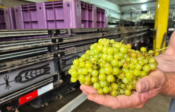 Cooperativa Vinícola Garibaldi está recebendo primeiras uvas da safra 2026