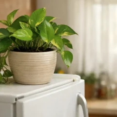 Segundo o Feng Shui, esse erro ao colocar plantas sobre a geladeira pode travar a energia da casa