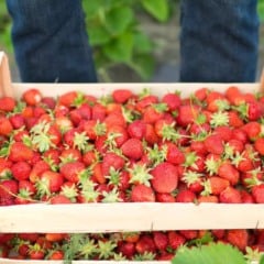 Caixa de madeira cheia de morangos frescos sendo carregada por uma pessoa.
