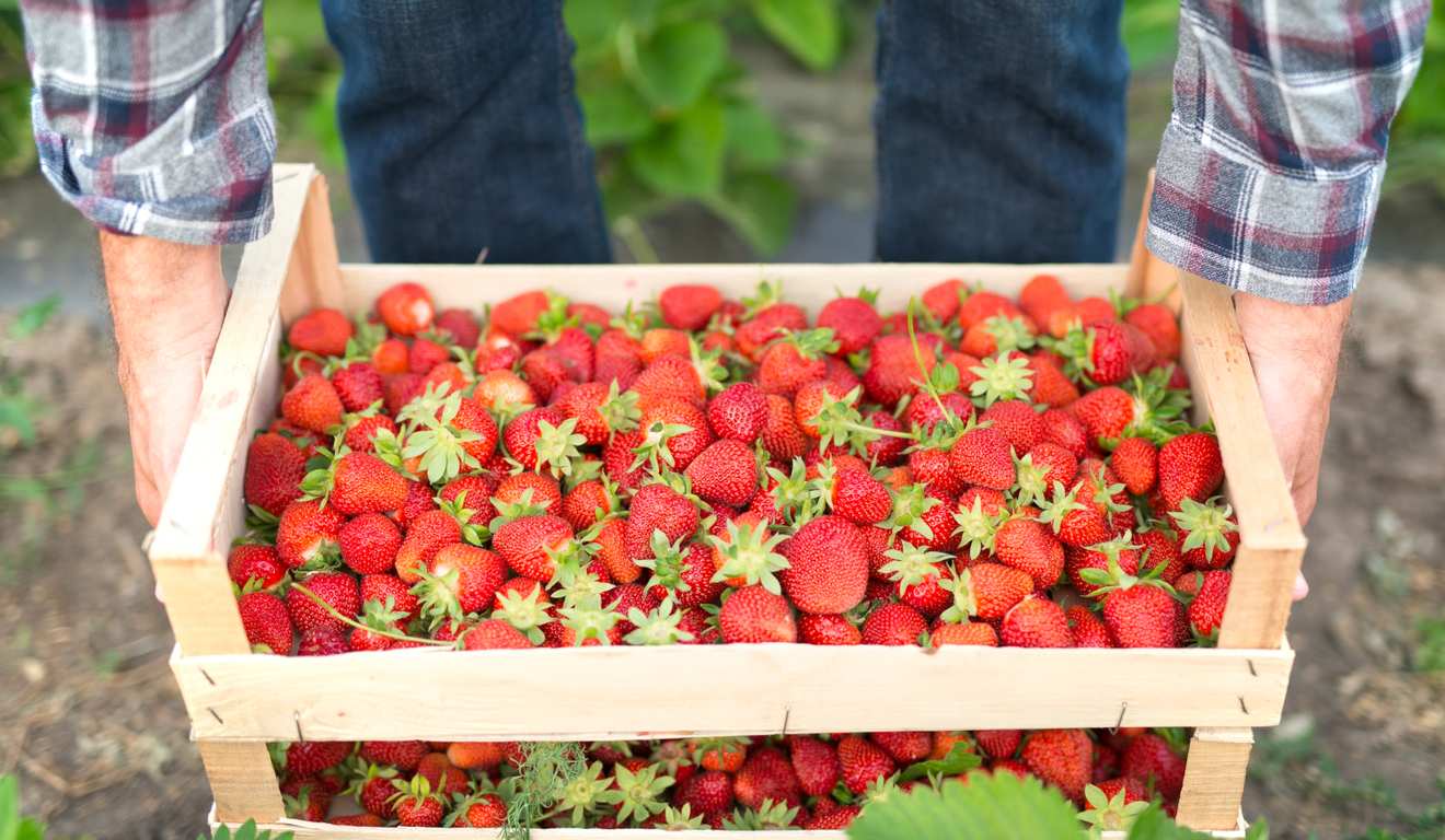 Caixa de madeira cheia de morangos frescos sendo carregada por uma pessoa. Caixa de madeira cheia de morangos frescos sendo carregada por uma pessoa.