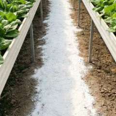 Cultivo de alface em canteiros elevados com cobertura branca no corredor.