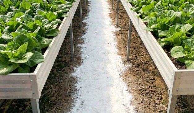 Cultivo de alface em canteiros elevados com cobertura branca no corredor.