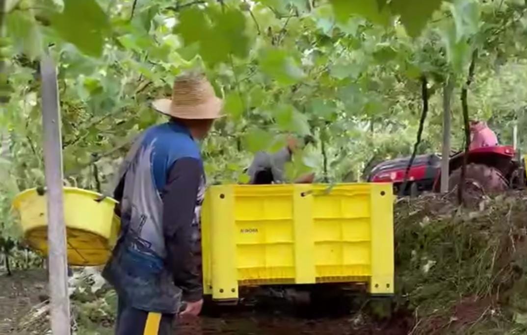 Mutirão mobiliza moradores para salvar parreiral após temporal no interior de Bento Gonçalves