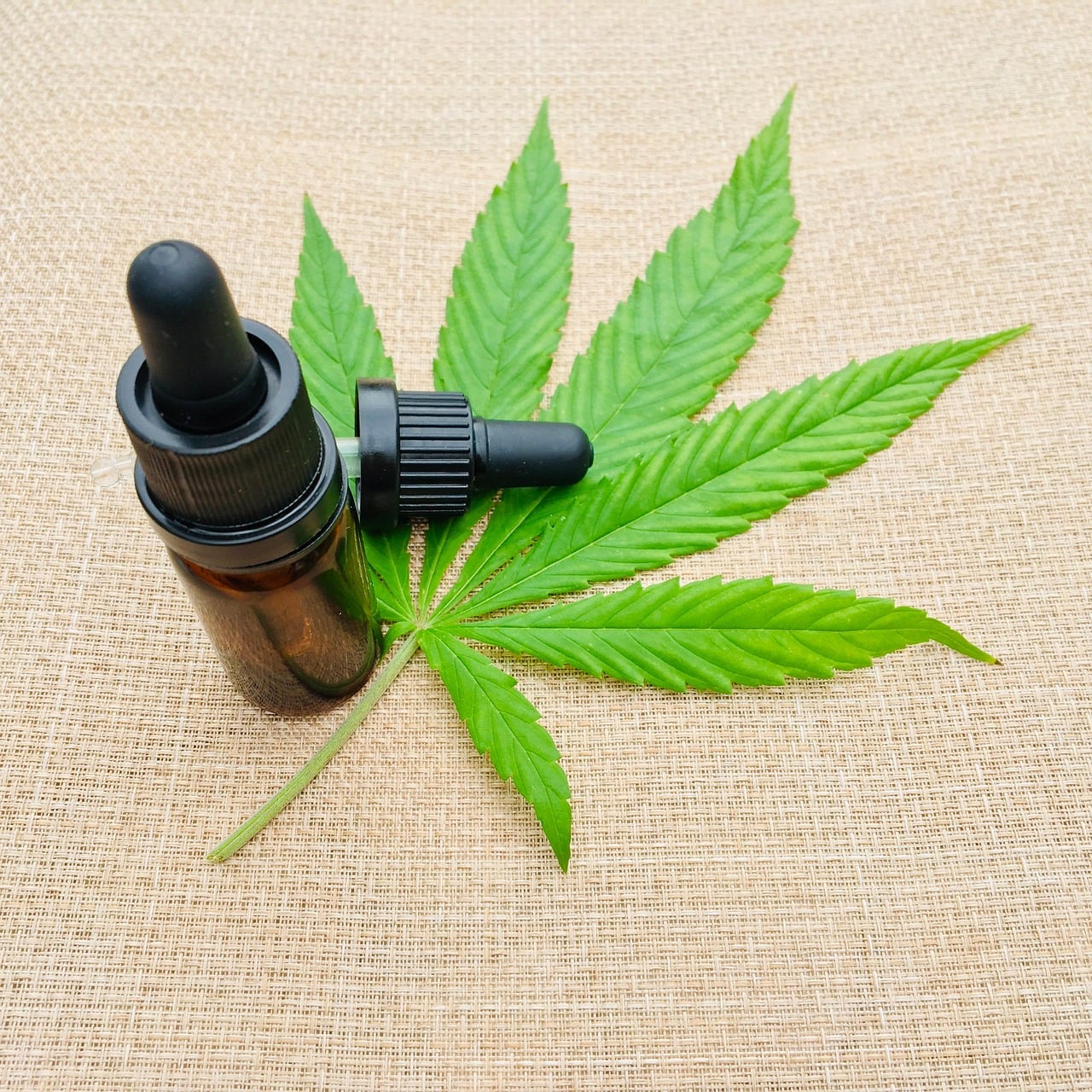 Anvisa aprova o cultivo de cannabis medicinal no Brasil