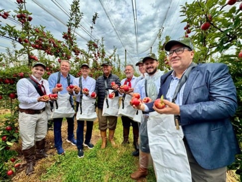 Colheita da maçã é oficialmente aberta no Rio Grande SulA Serra Gaúcha é a grande produtora da fruta, que responde por aproximadamente 47% da produção nacional.
Redação 
Por: Redação Fonte: Secom RS
07/02/2026 às 21h41 Atualizada em 08/02/2026 às 10h21
Colheita da maçã é oficialmente aberta no Rio Grande SulRio Grande do Sul é um dos maiores produtores e exportadores de maça do Brasil. (Foto: Cassiane Osório/Ascom Seapi)