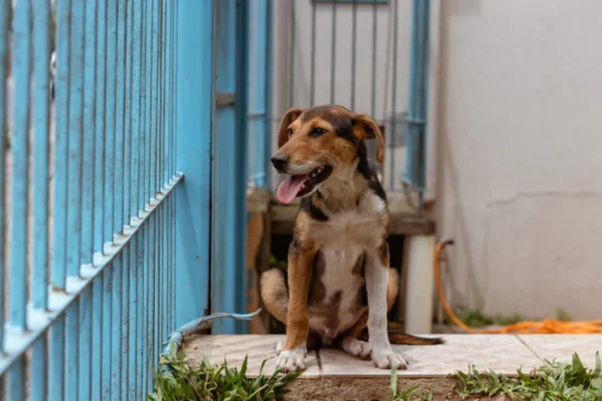 Conheça Snoopy, o cãozinho abandonado dentro de uma lixeira