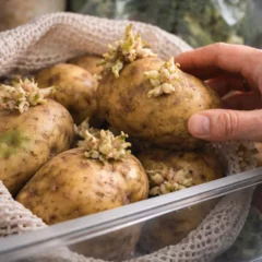 Batata com brotos na cozinha-1280x720