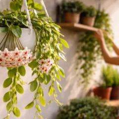 Flor de cera siga estas 3 dicas de ouro para aumentar a quantidade de galhos pendentes