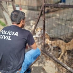 Foto: Ascom/Pol&iacute;cia Civil