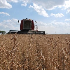 Foto: Luiz Henrique Magnante/Embrapa