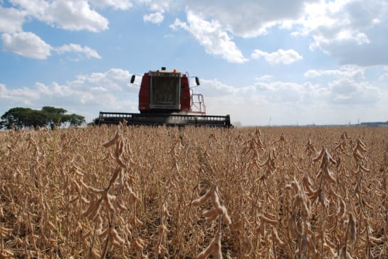 Foto: Luiz Henrique Magnante/Embrapa