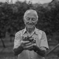 Vin&iacute;cola Larentis