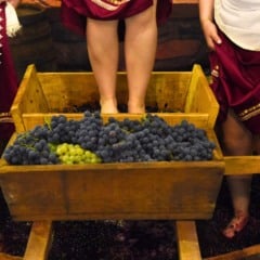 Foto: Pisa da uva/Cr&eacute;dito Juliane Tonin