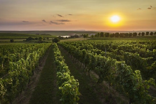 Diferente da Serra Gaúcha, focada em espumantes, o terroir de Encruzilhada está se destacando pelos vinhos tranquilos. (Foto: Reprodução)