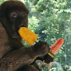 picol&eacute; gramadozoo