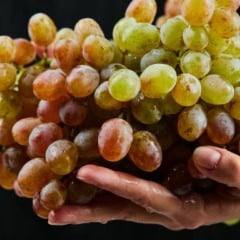 Cacho de uvas frescas sendo segurado por uma m&atilde;o.