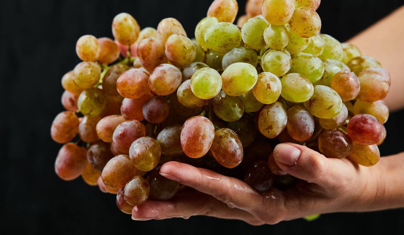 Cacho de uvas frescas sendo segurado por uma mão. Cacho de uvas frescas sendo segurado por uma mão.