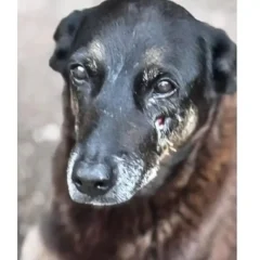Foto: Pol&iacute;cia Civil de Santa Catarina/Divulga&ccedil;&atilde;o
