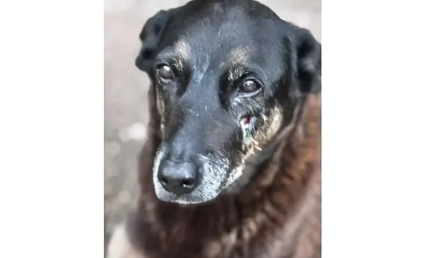 Foto: Polícia Civil de Santa Catarina/Divulgação
