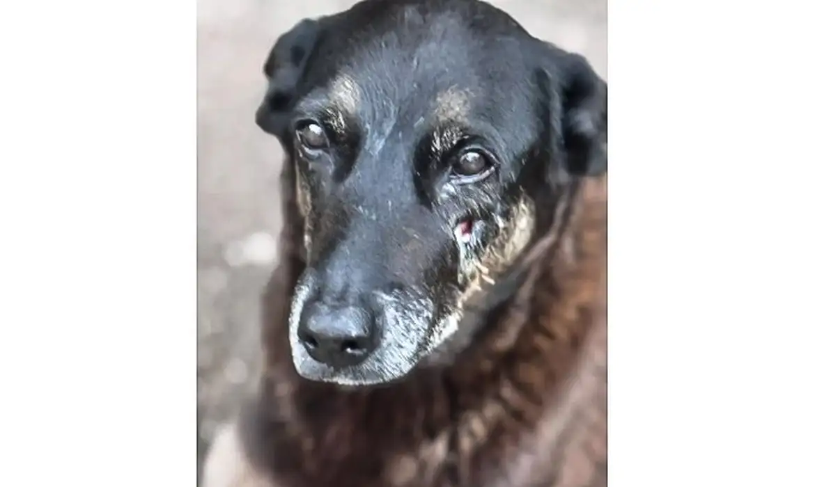 Foto: Polícia Civil de Santa Catarina/Divulgação
