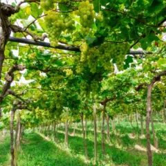 Foto: Ricardo Rech/Divulga&ccedil;&atilde;o