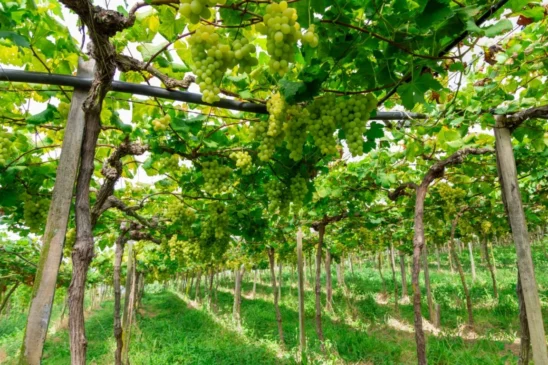 Foto: Ricardo Rech/Divulgação